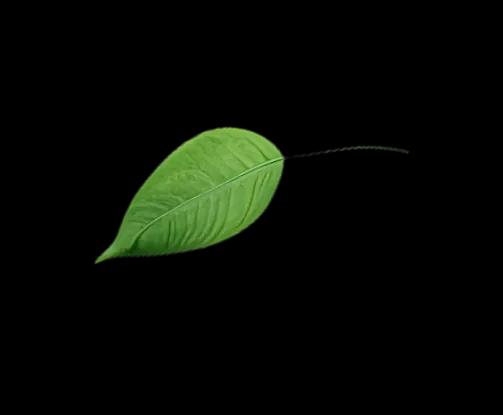 A leaf of a plant in a field.