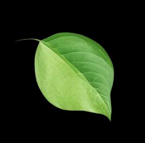 A leaf of a plant in a field.