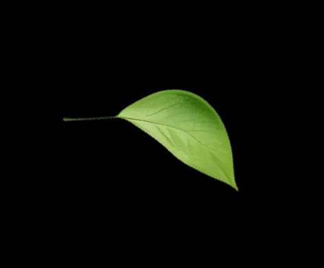 A leaf of a plant in a field.