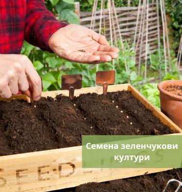 Зеленчукови култури