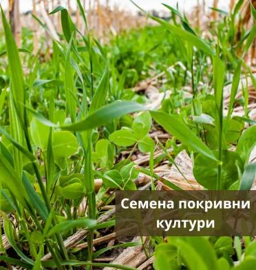 Покривни култури