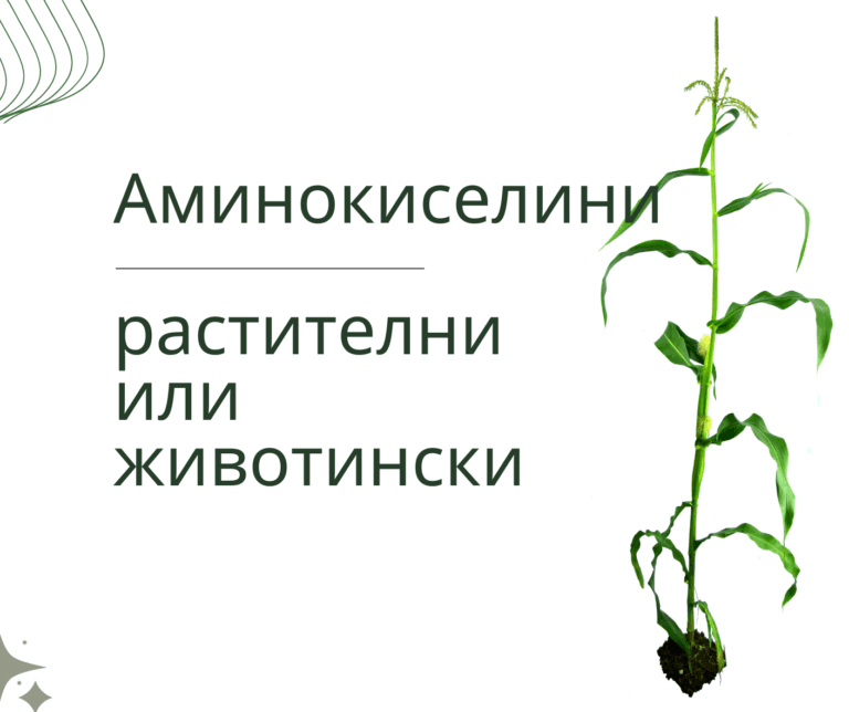 Аминокиселини- растителни или животински