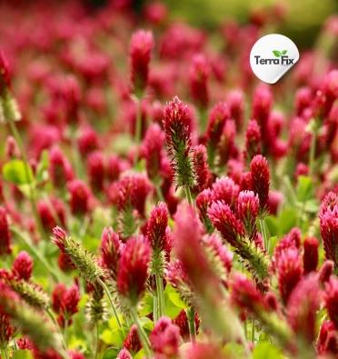 Пурпурната детелина (Trifolium pratense)