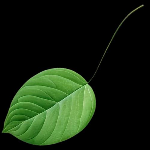 Leaf 02