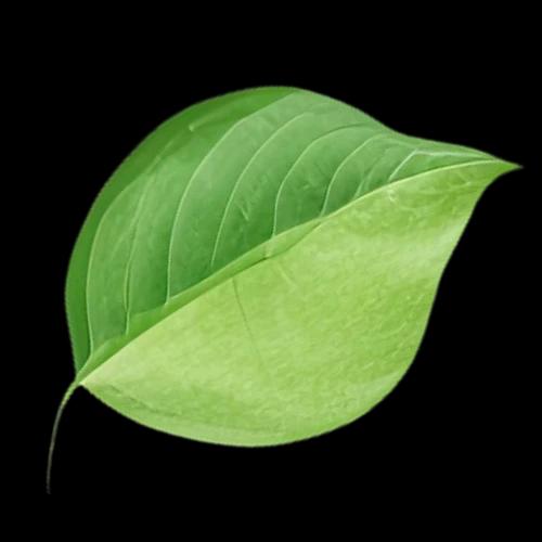 Leaf 02