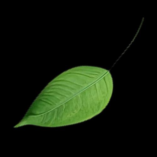 Leaf 02