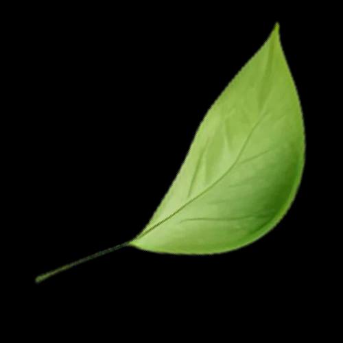 Leaf 02