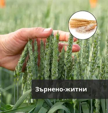 Зърнено-житни
