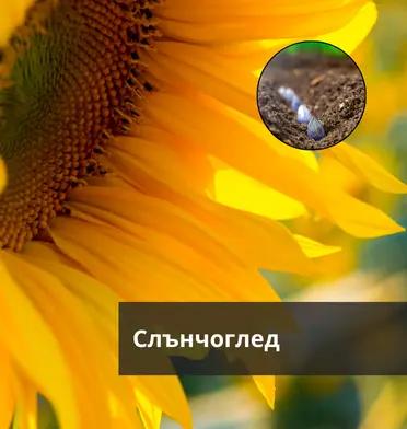 Слънчоглед