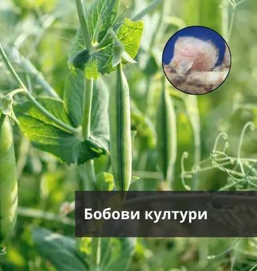 Бобови култури