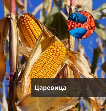 Царевица