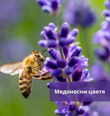 Медоносни цветя