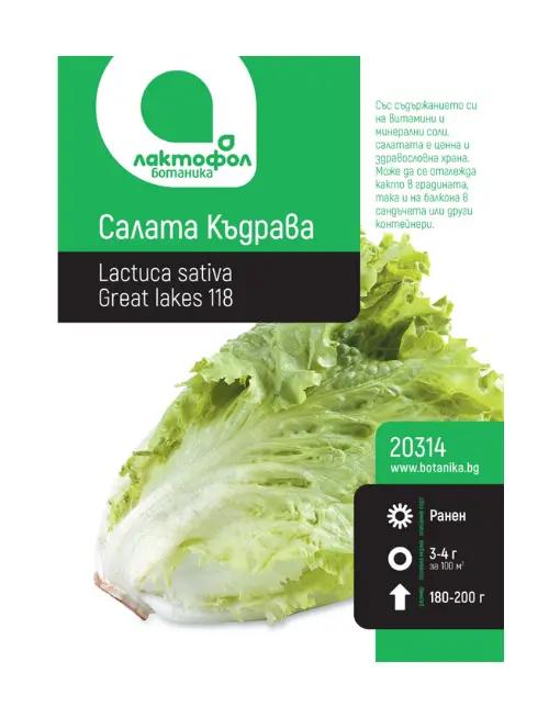 Салата Къдрава