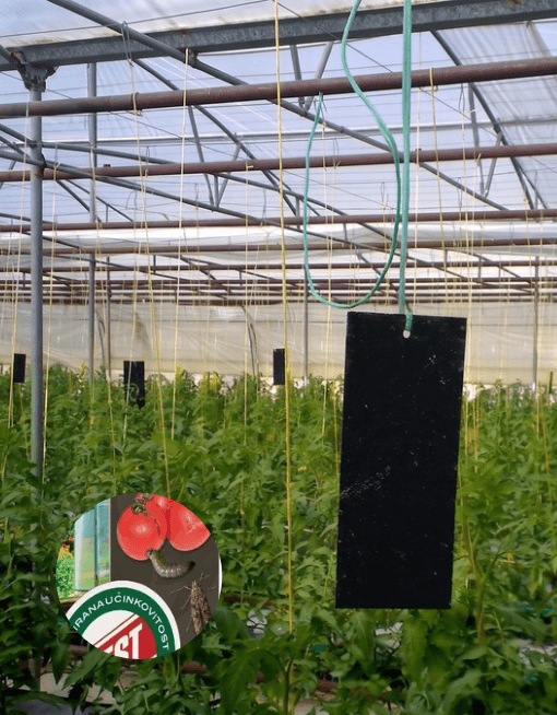 Черните лепящи листове Bio Plantella