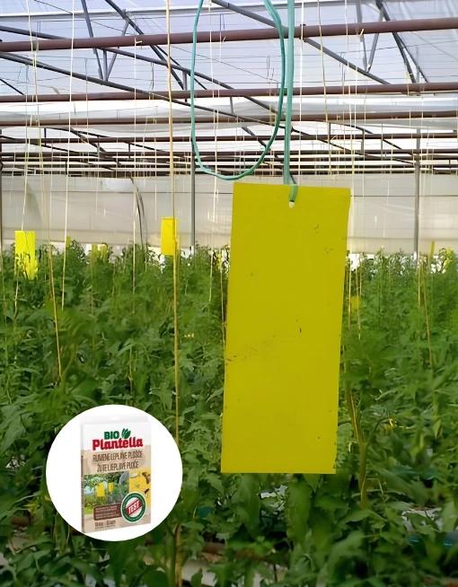 Лепящи Plantella жълти листове против насекоми и вредители