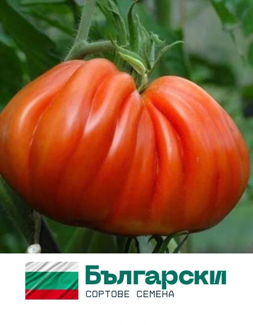 Сърцето на Албенга