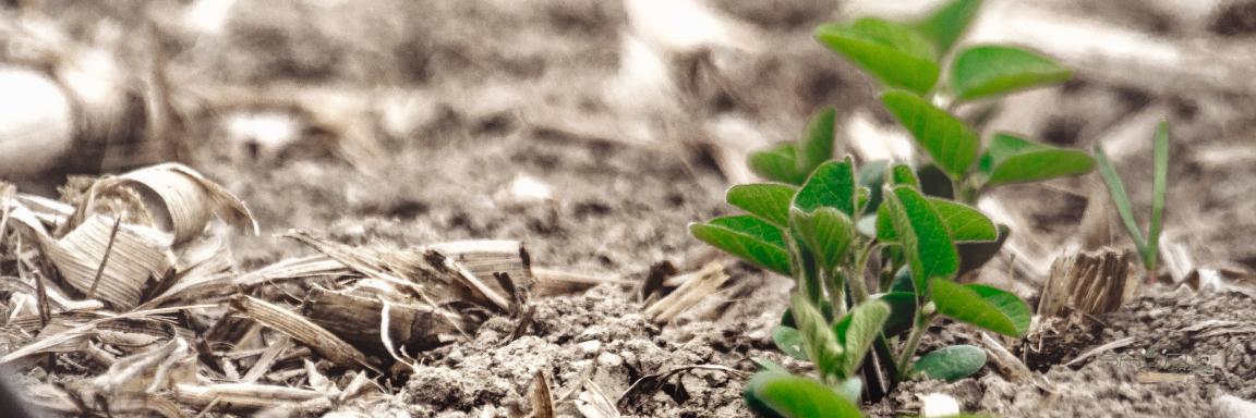No-till, покривни култури и хумус