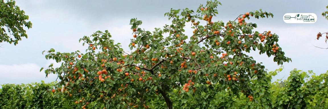 Професионални продукти за земеделие