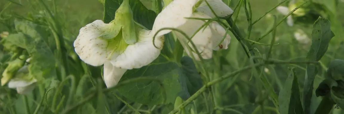 Зимен грах като покривна култура – сеитба и ползи