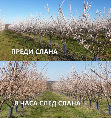 Снимка на кайсиев масив преди и след поразяване от слана без Защита