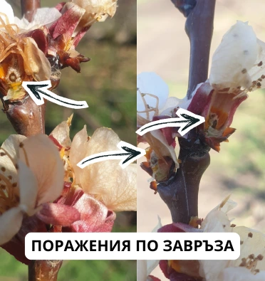Поражения от слана по завръза